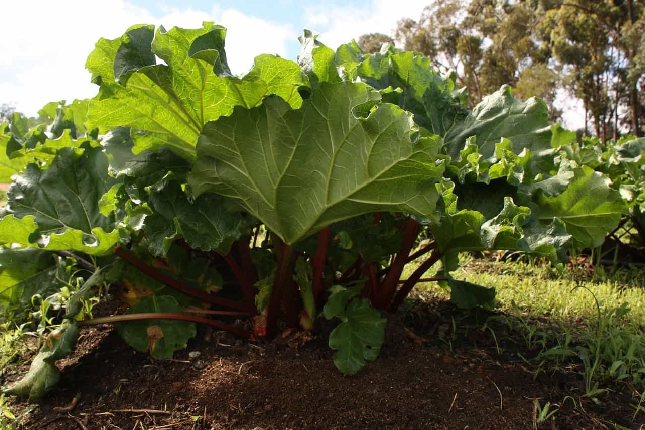 Rabarbaro Propriet Controindicazioni E Usi Greenstyle