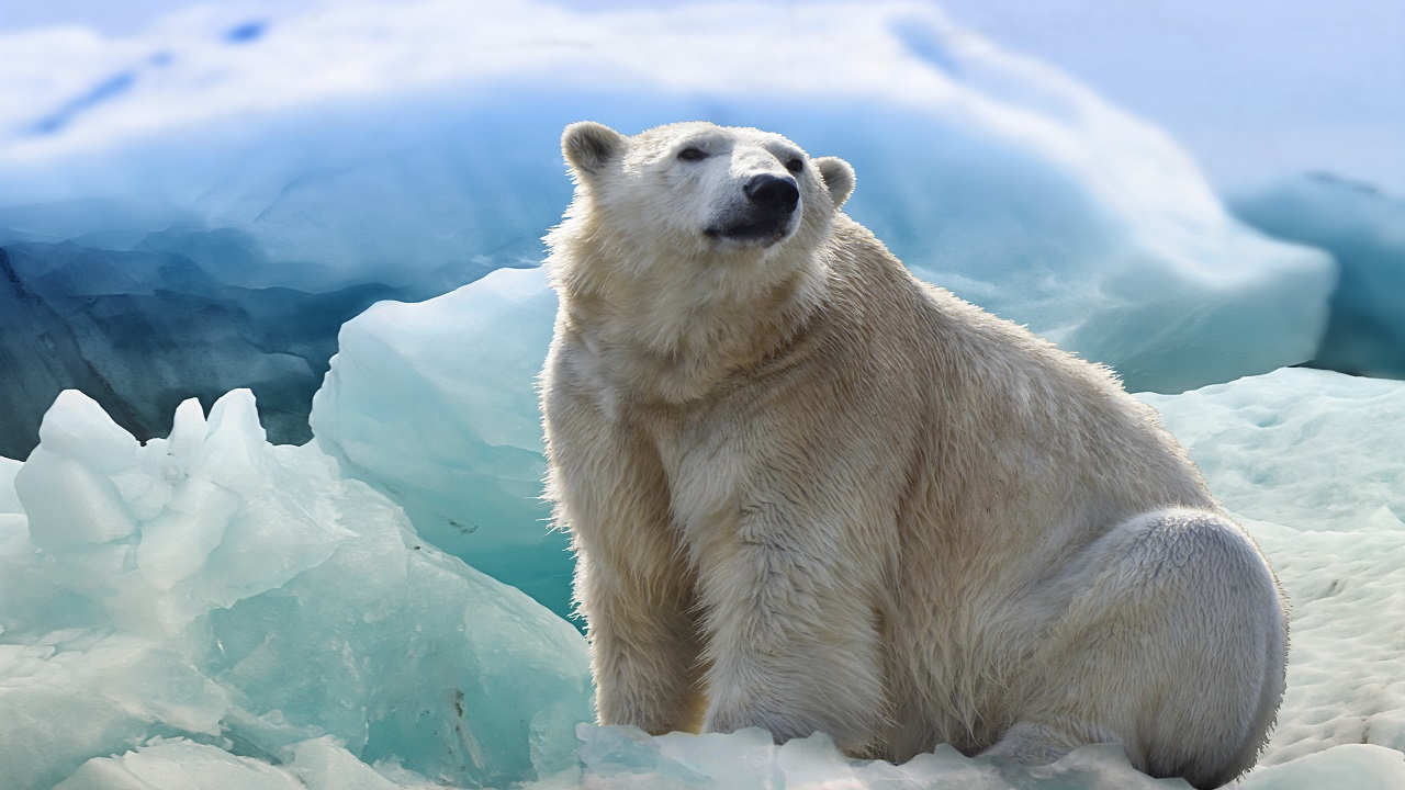 Oggi La Giornata Mondiale Dell Orso Polare Greenstyle