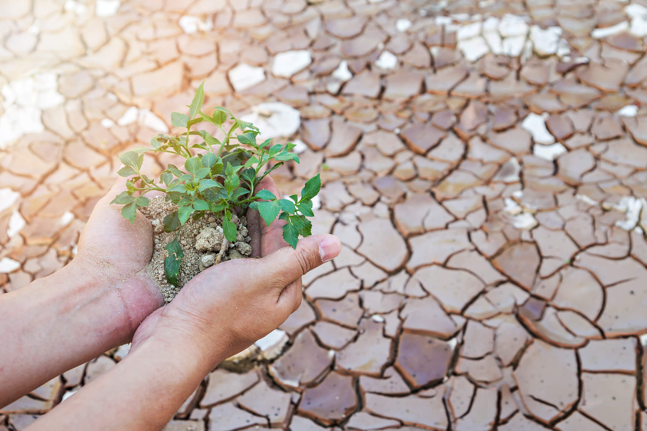 Aridocoltura Il Metodo Sostenibile Per Coltivare Senza Acqua Greenstyle