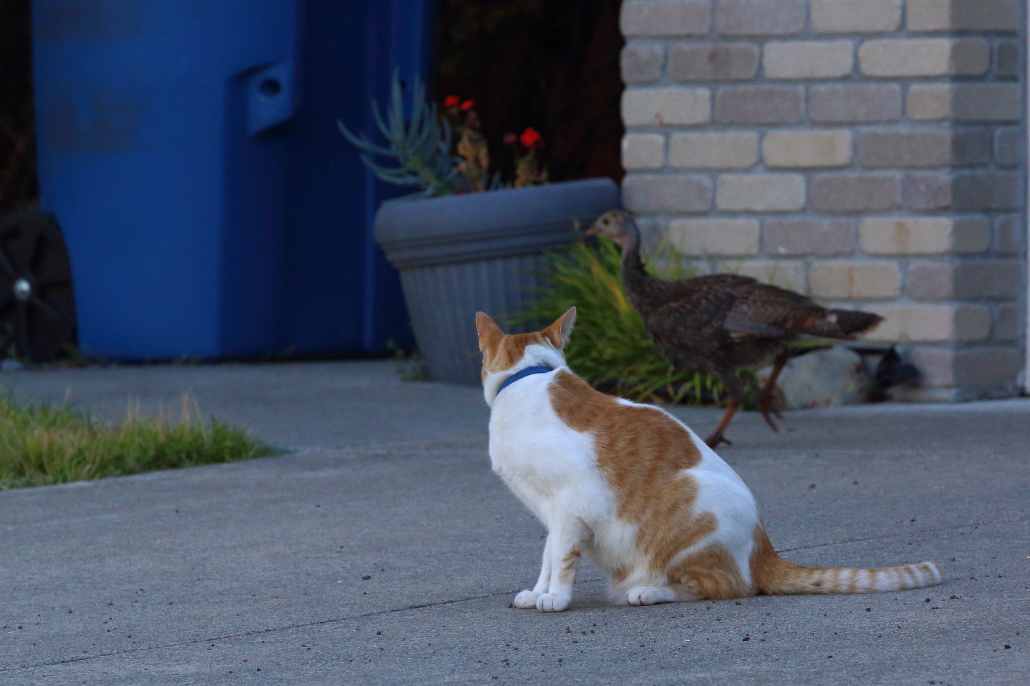 Gattari Da Legare Gatti Uccelli E Gattare Incomprese Petsblog