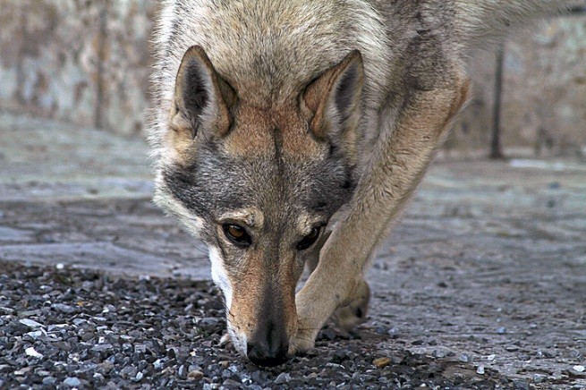 Milano Polizia Salva Un Cane Lupo Caduto Nel Naviglio Petsblog