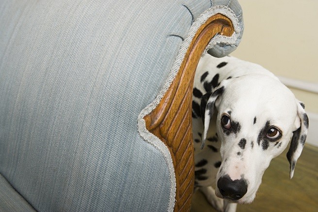 Come Calmare Un Cane Spaventato Dai Botti Petsblog