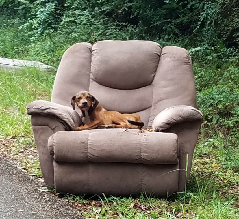 Cane Abbandonato Sul Ciglio Della Strada Con La Sua Poltrona Rischia Di