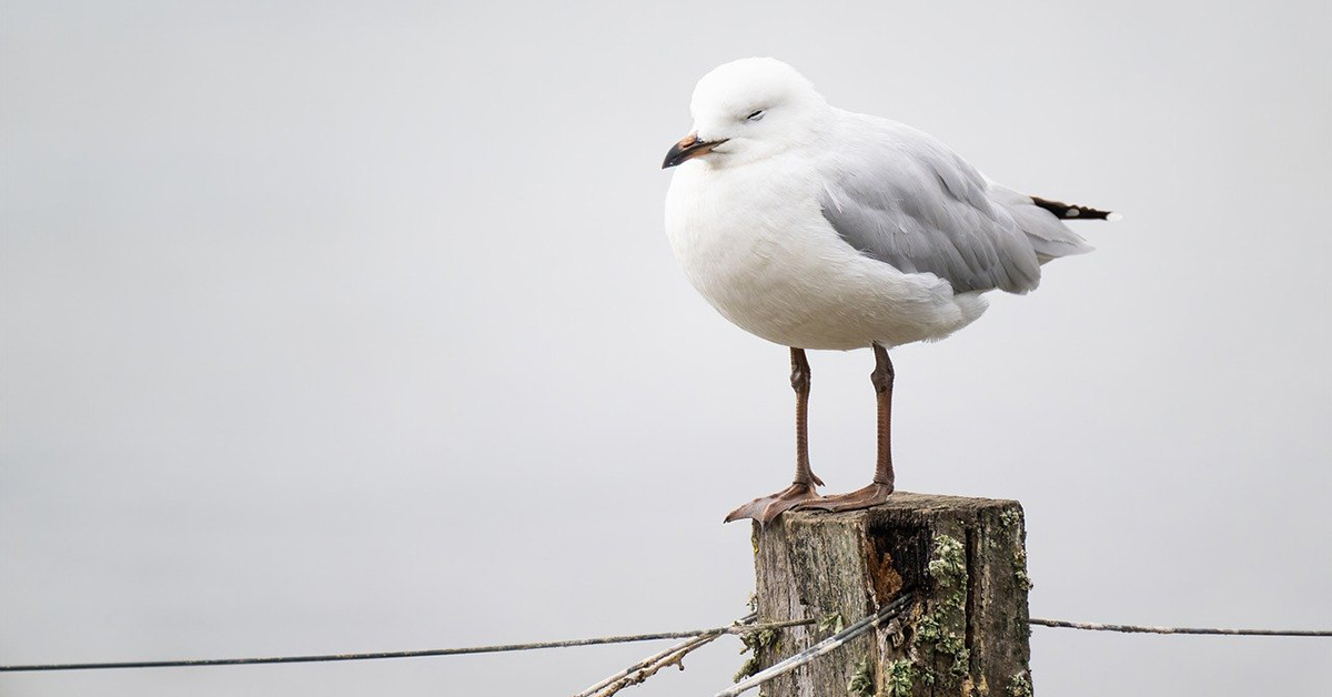 Come Dormono Gli Uccelli Petsblog