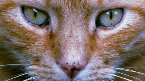 Occhi naso gatto