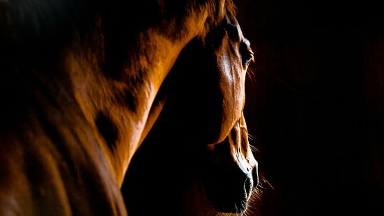Profilo cavallo