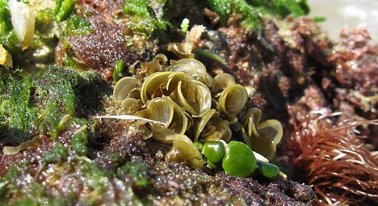 Alga bruna