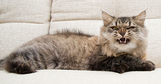 Gatto arrabbiato sul divano