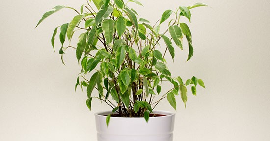 Ficus in vaso