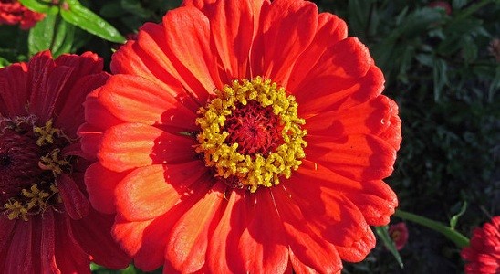 Double Red Zinnia