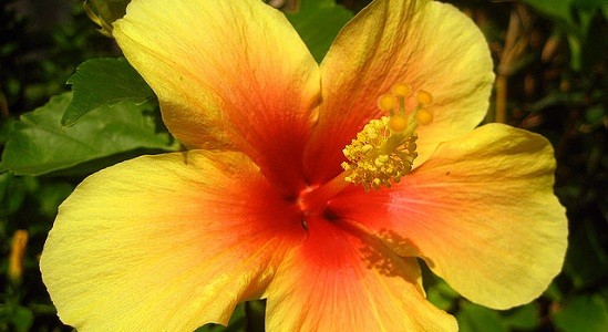 Hibiscus multi color