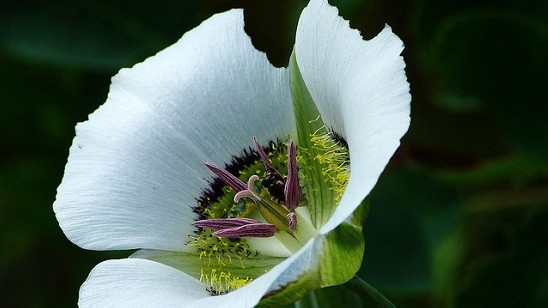 Mariposa Lily