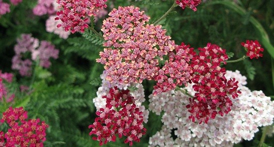 Small flowers Yarrows