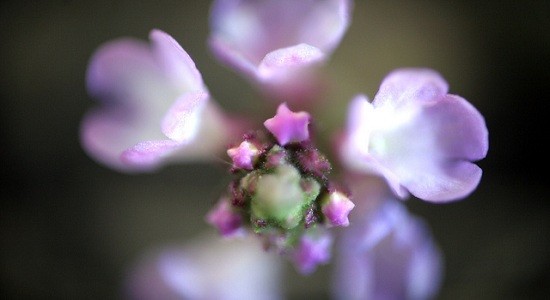 Violet flowers