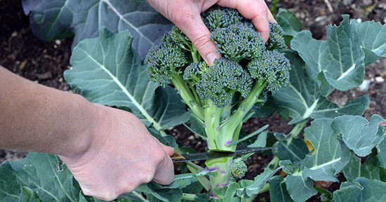 Broccoli in orto