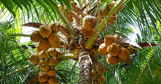 Le palme da cocco sono originarie della zona tropicale e subtropicale.