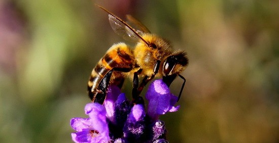 Il miele è un prezioso prodotto delle api