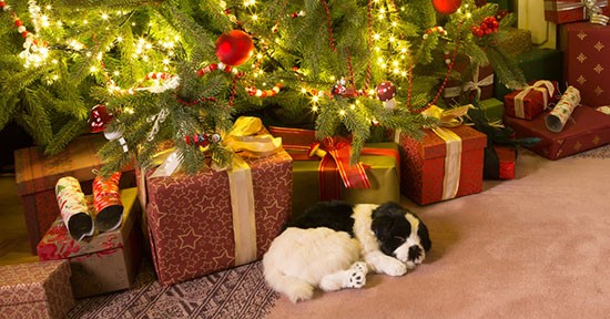 Cane e albero di Natale