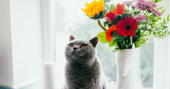 Gatto e fiori