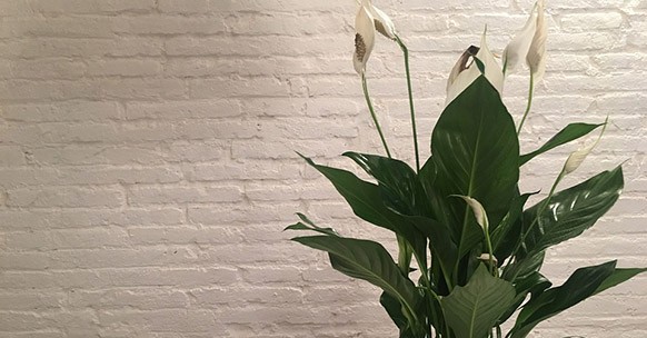 10 piante da appartamento tanto belle quanto facili da curare - GreenStyle