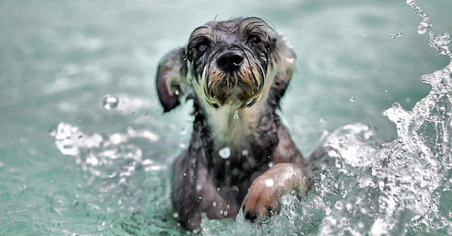 Cani: i benefici dell'idroterapia - GreenStyle
