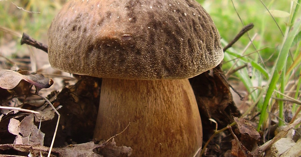 Boletus Aereus: Habitat, Periodo, Caratteristiche - GreenStyle