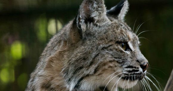 Lince