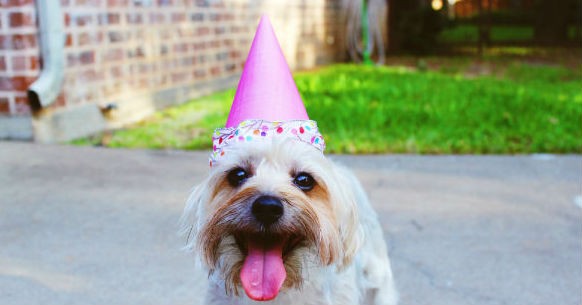 Cane: 5 idee per festeggiare il compleanno - GreenStyle