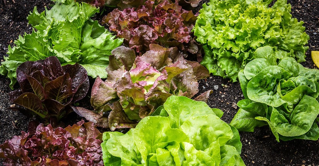 Calorie Dell'insalata, Valori Nutrizionali E Benefici - GreenStyle