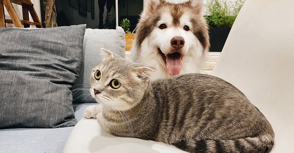 Cane e gatto, cani e gatti