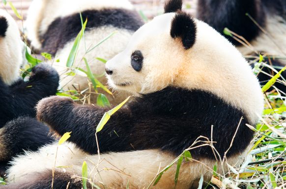10 curiosità sui cuccioli di panda