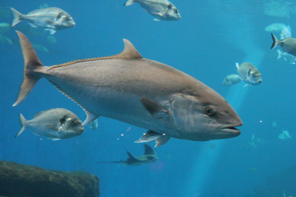 Tonno rosso (Atlantic Bluefin Tuna)