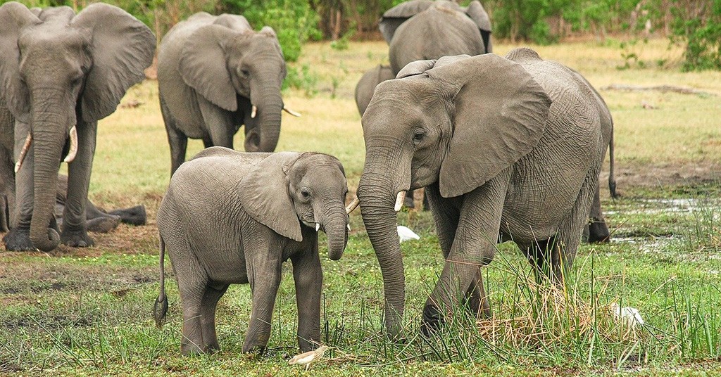 Elefanti in Africa