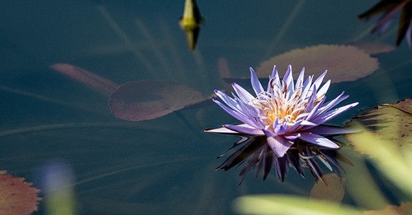 Fiore acquatico viola