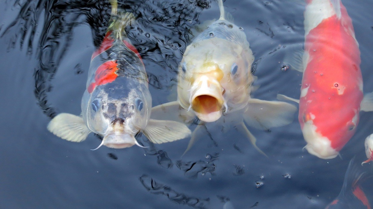 Carpe koi: pesci d'acqua dolce