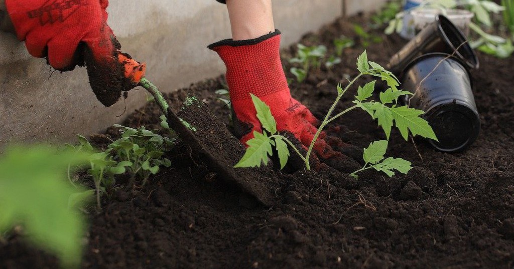 Come realizzare un orto sul balcone: guida completa - GreenStyle