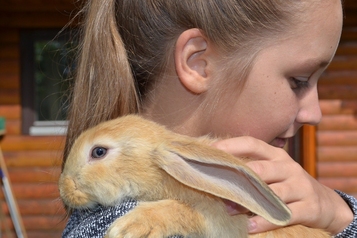 Interventi Assistiti Animali con coniglio