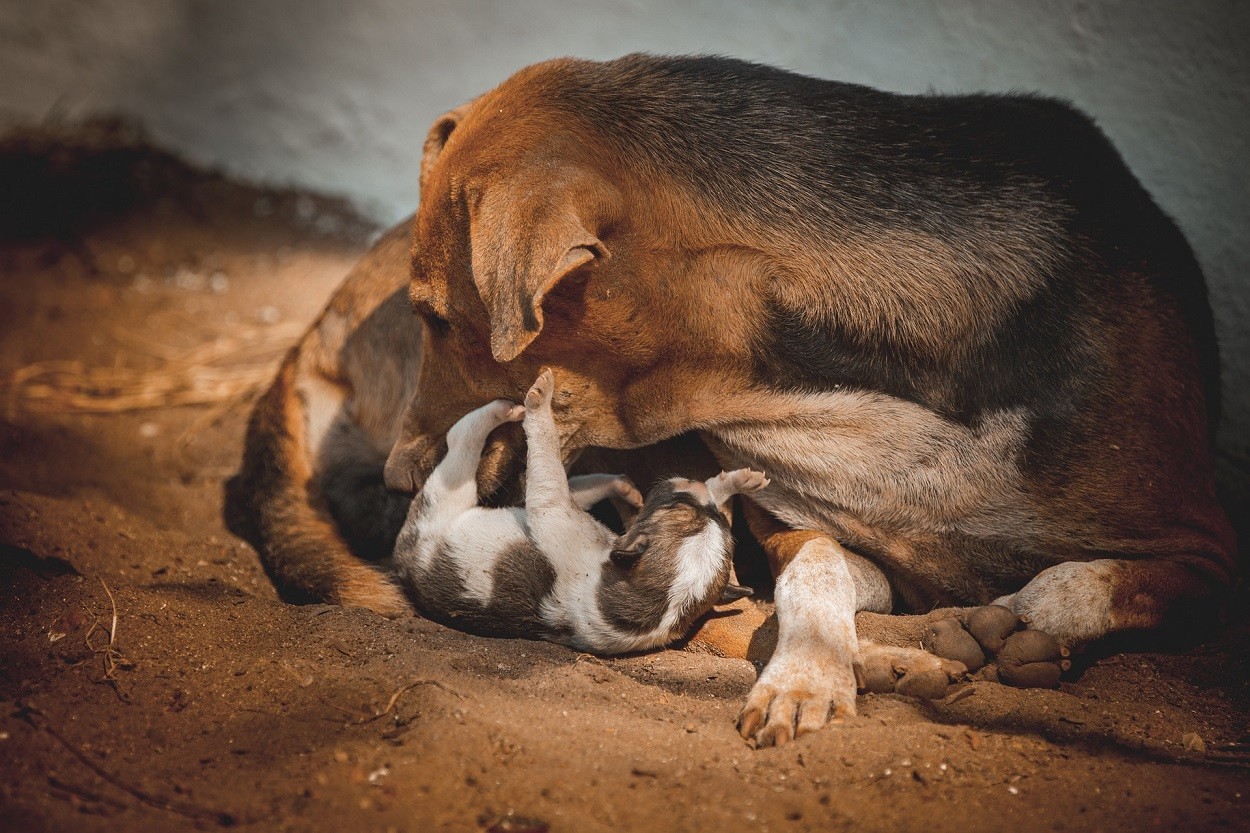 Mamma cane e cuccioli con microchip