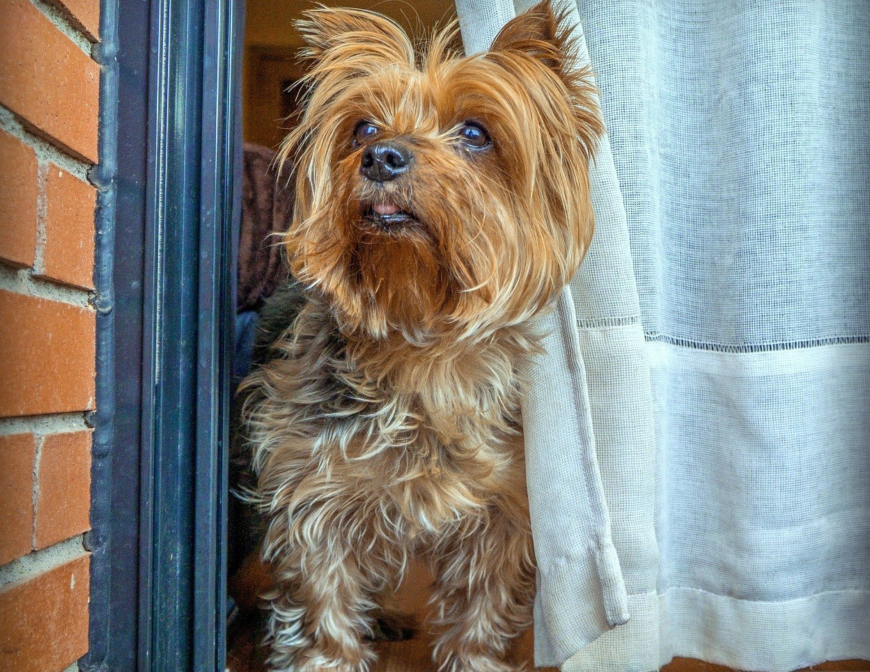 Yorkshire terrier in ansia