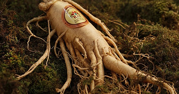 Ginseng