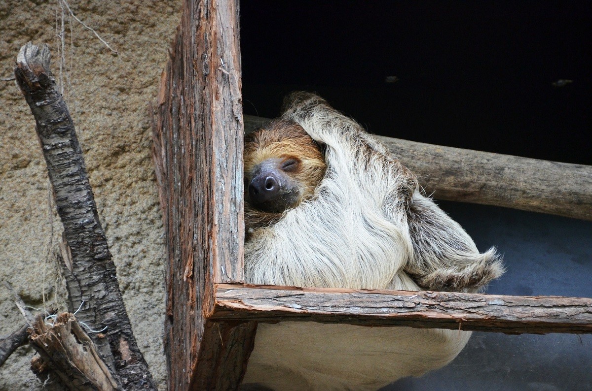 bradipo dorme