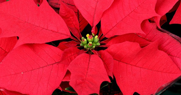 Poinsettia