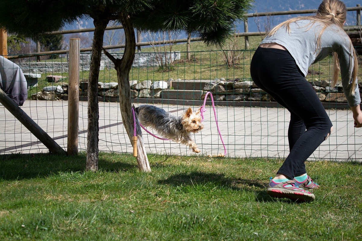 addestramento cane agility