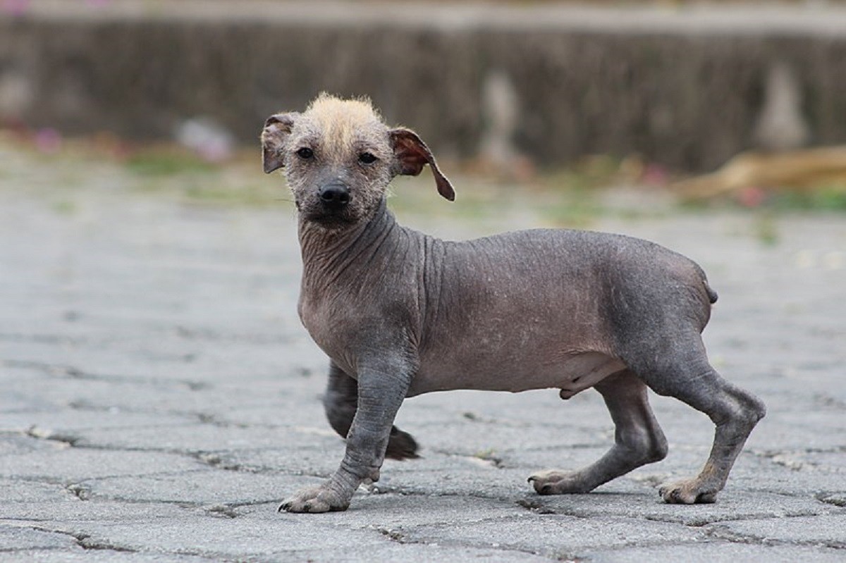 Cane senza pelo Ecuador
