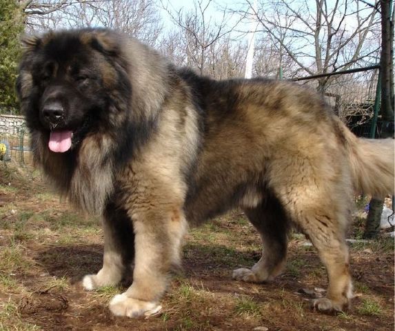 Pastore del Caucaso, cane