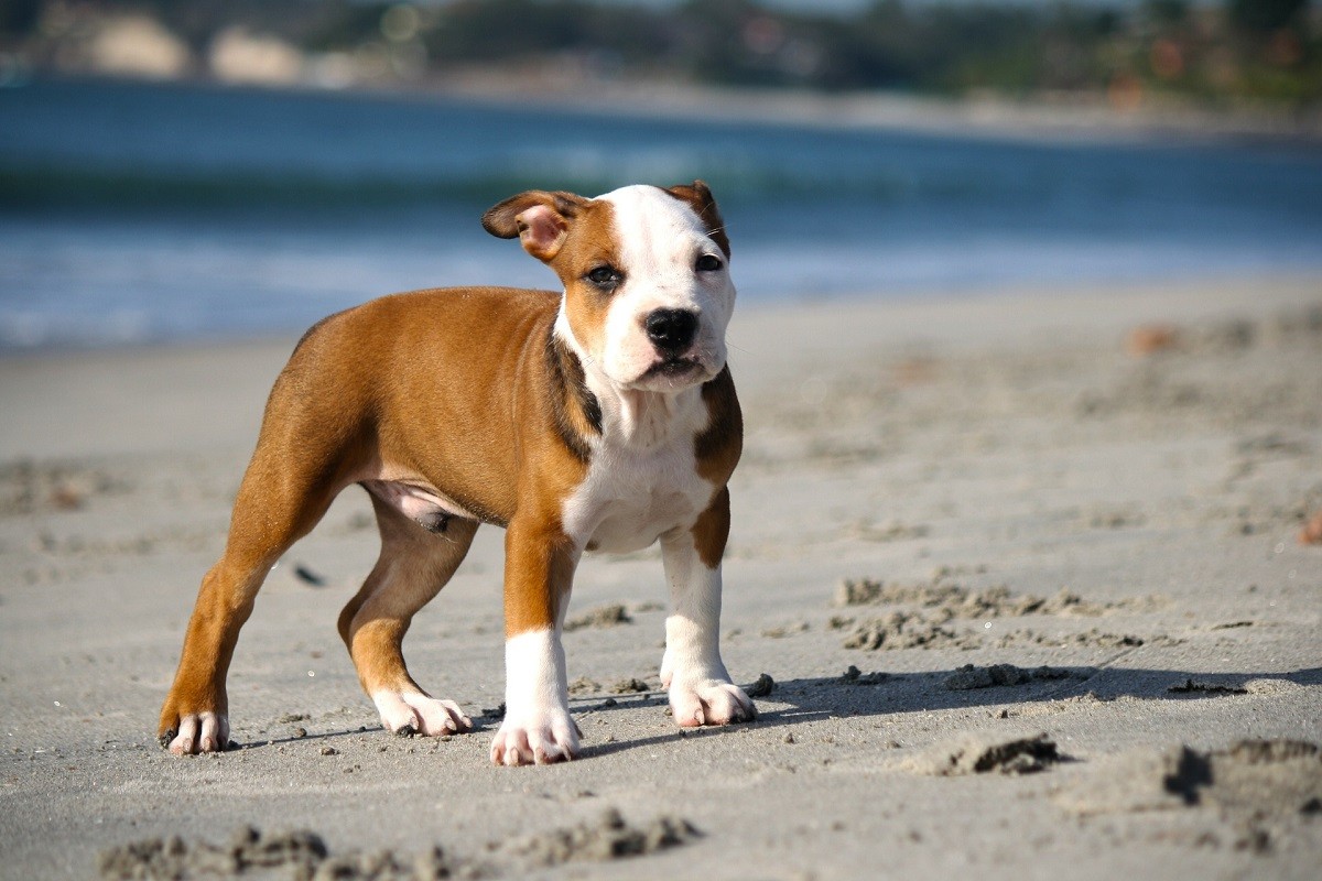 American Pitbull Terrier cucciolo