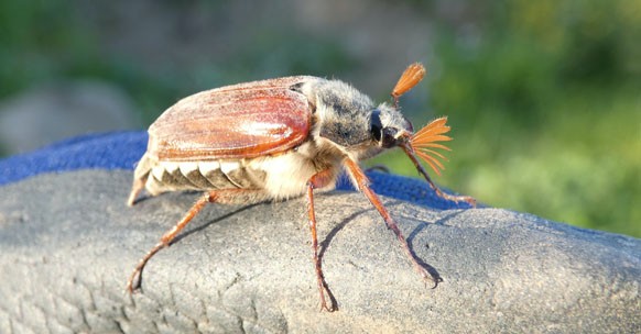 maggiolino insetto