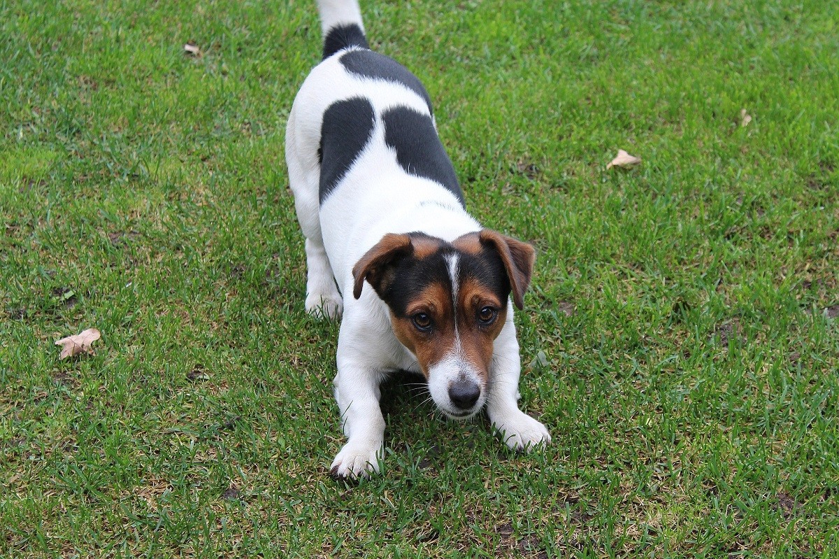 Jack Russell Terrier gioca