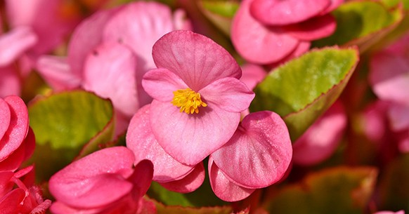 Begonia