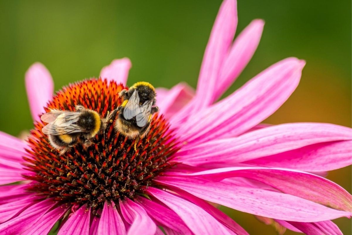 echinacea